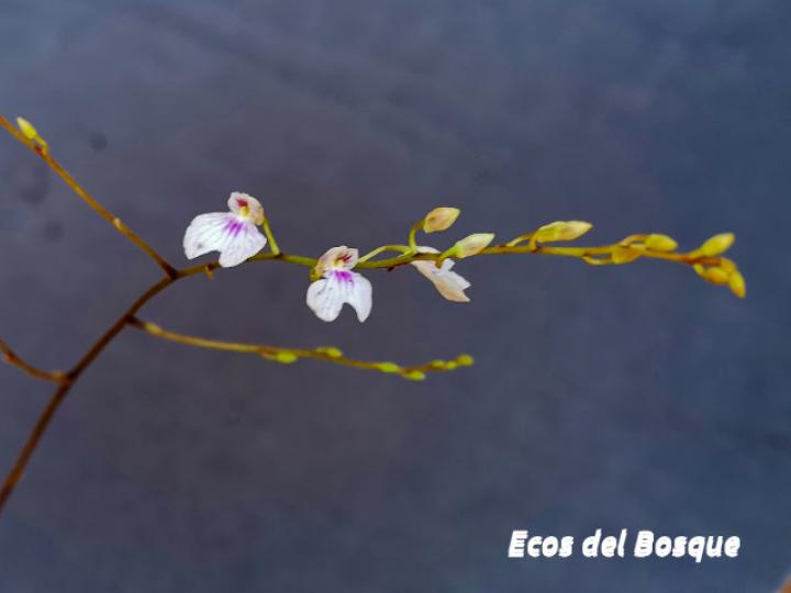 Ionopsis utricularioides