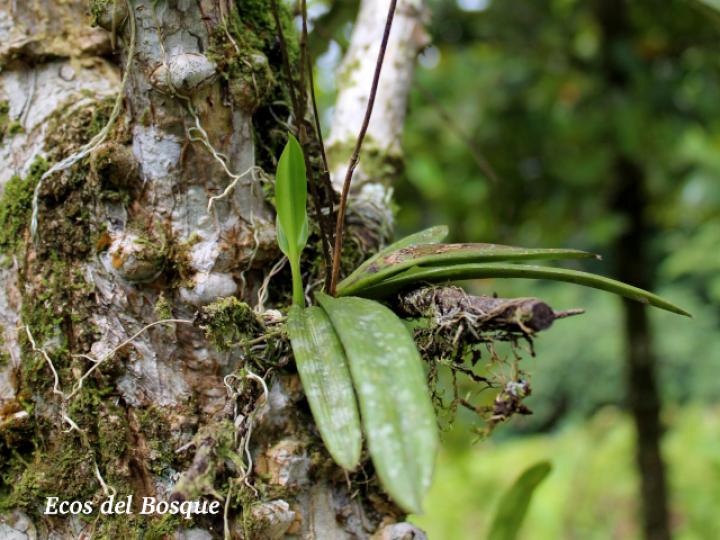 Ionopsis utricularioides