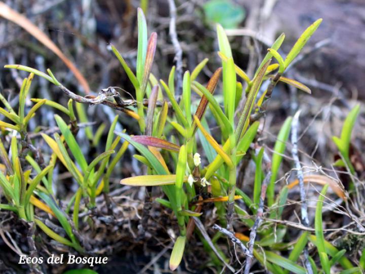 Maxillaria adendrobium