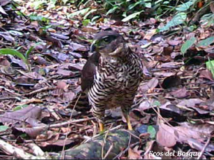 Micrastur semitorquatus