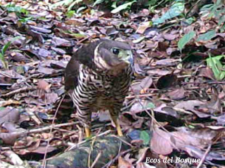 Micrastur semitorquatus