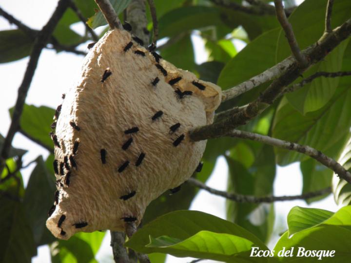 Parachartergus sp01