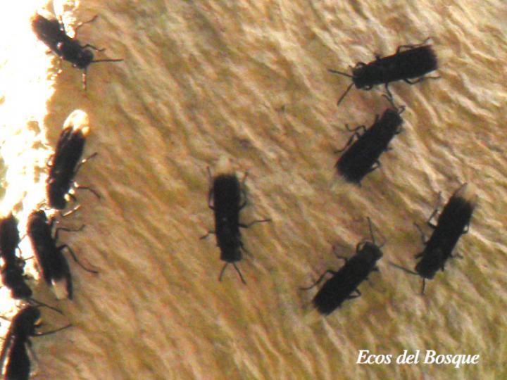 Parachartergus sp01