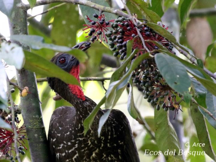 Penelope purpurascens en Guatteria amplifolia