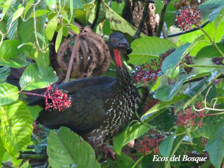 Penelope purpurascens en Palicourea guianensis
