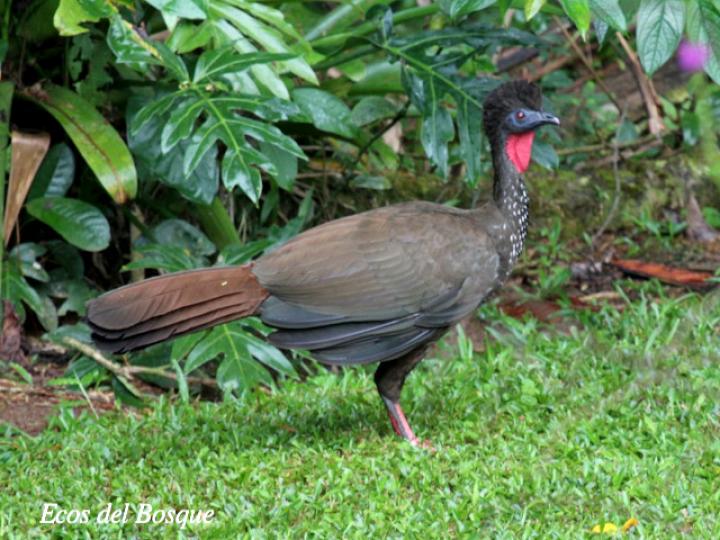 Penelope purpurascens