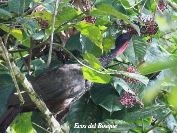 Penelope purpurascens en Palicourea guianensis