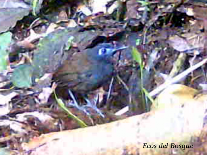 Poliocrania exsul