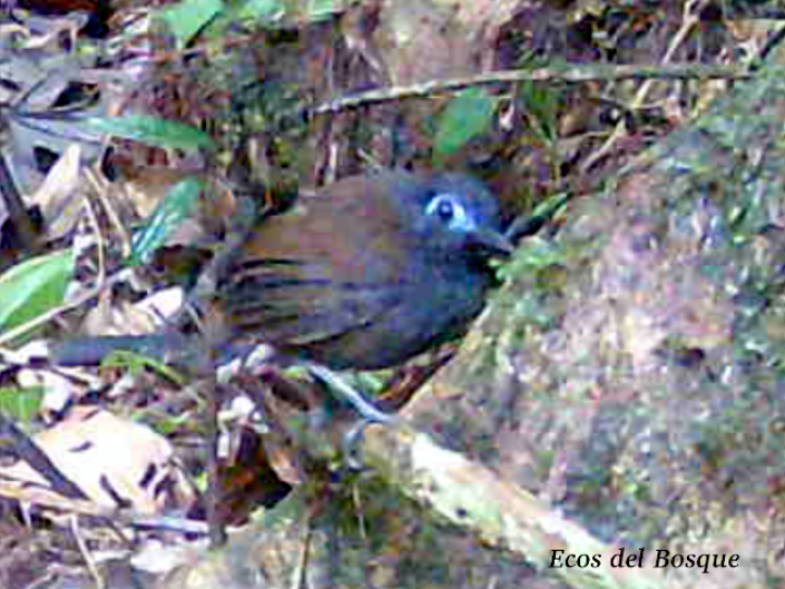 Poliocrania exsul
