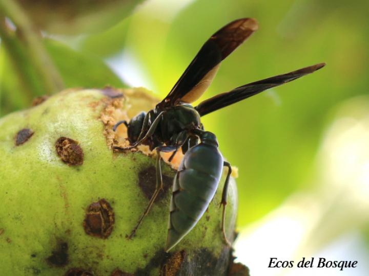 Polistes aterrimus