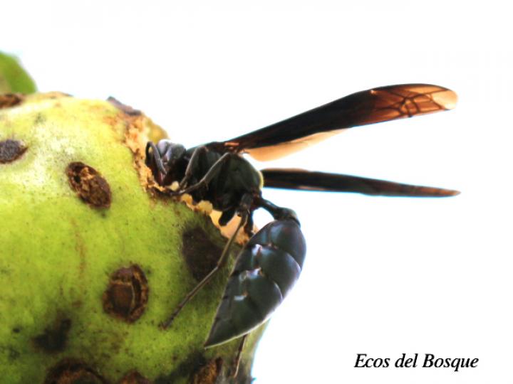 Polistes aterrimus