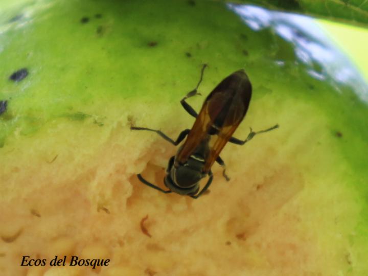 Polistes pacificus