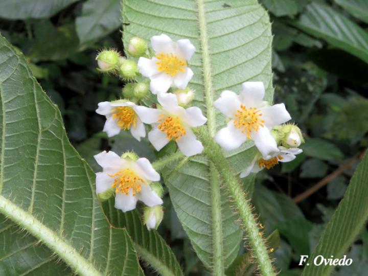 Saurauia montana (Moquillo)