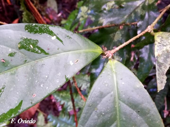 Schlegelia fastigiata