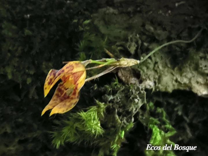 Specklinia tirimbina