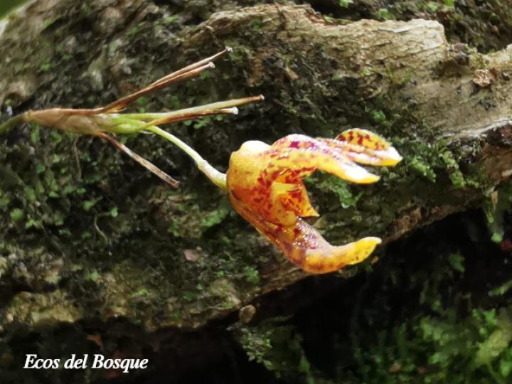 Specklinia tirimbina