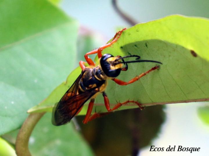 Sphex ichneumoneus