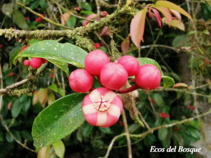 Symphonia globulifera