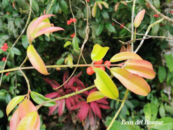 Symphonia globulifera