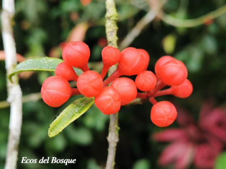 Symphonia globulifera