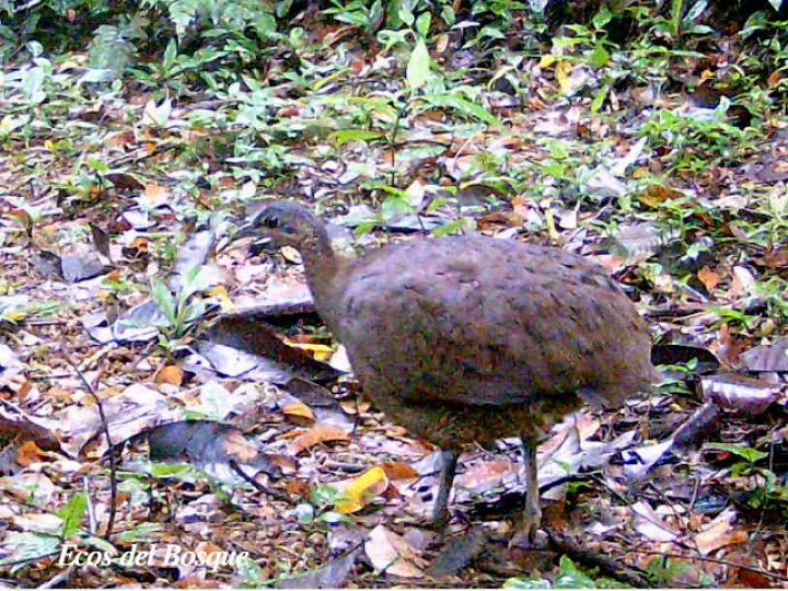 Tinamus major (Tinamú grande)