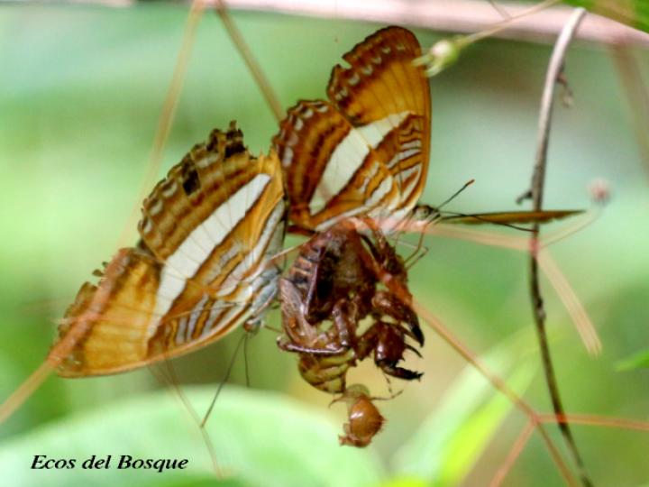 Adelpha cytherea marcia (Hermana cytherea)