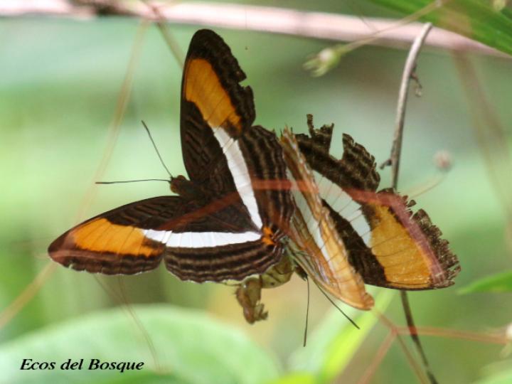 Adelpha cytherea marcia (Hermana cytherea)