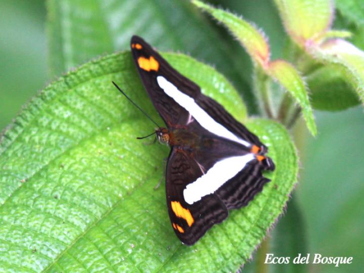 Hermana naxia