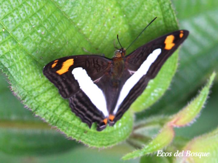 Hermana naxia