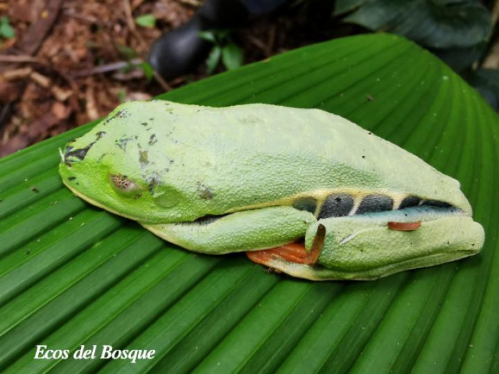 Rana Calzonuda Rana Calzonuda