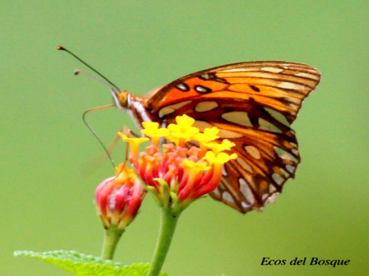 Agraulis vanillae vanillae