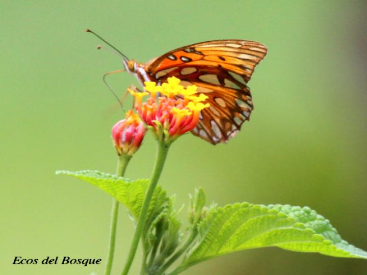 Agraulis vanillae vanillae