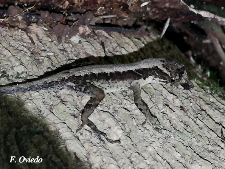 Anolis lemurinus (Anolis fantasma)