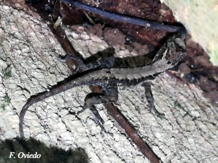 Anolis lemurinus (Anolis fantasma)