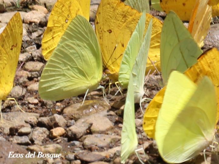 Aphrissa statira statira
