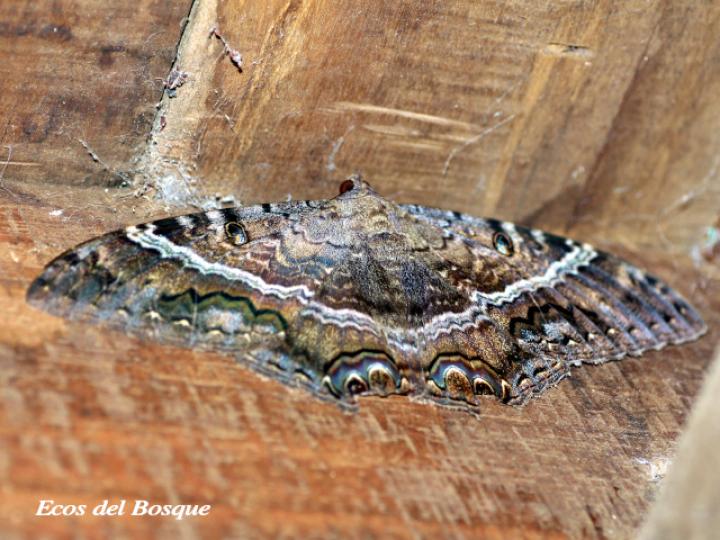Ascalapha odorata