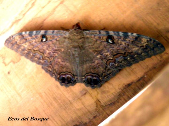 Ascalapha odorata