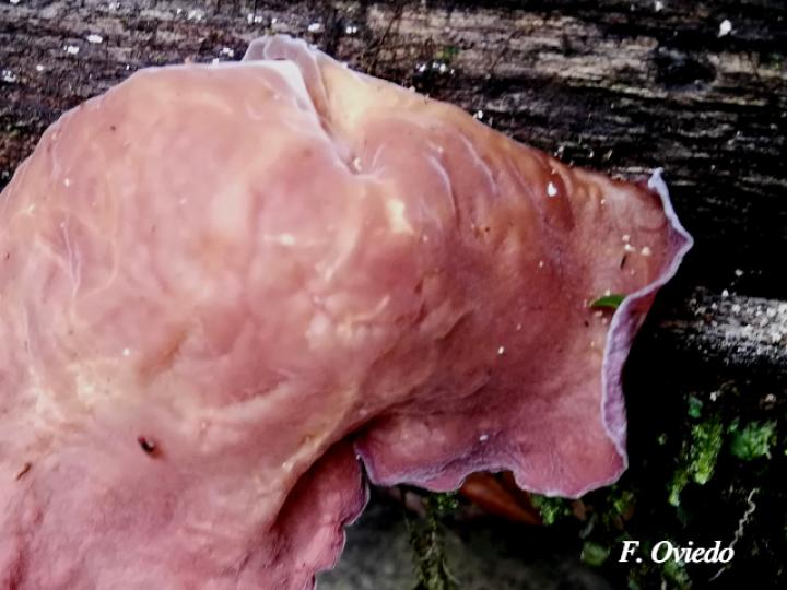 Auricularia auricula (Orejas de judas)