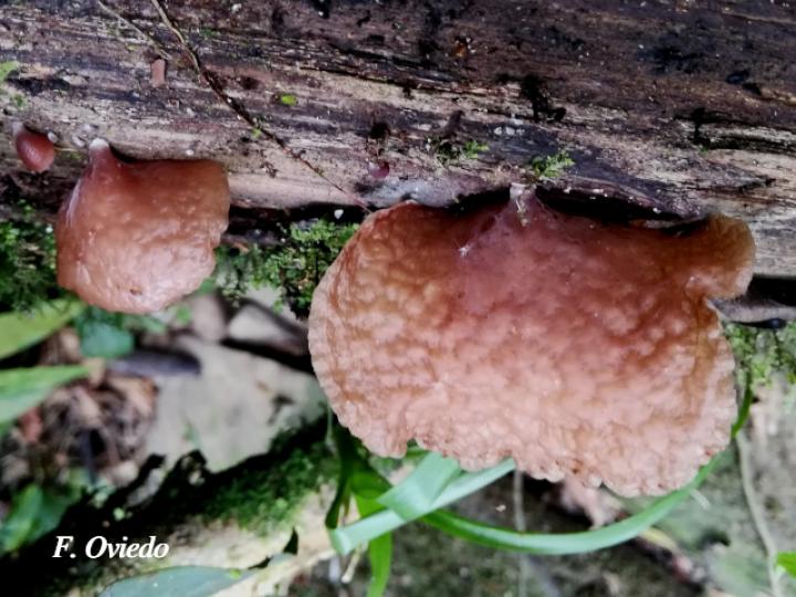Auricularia delicata