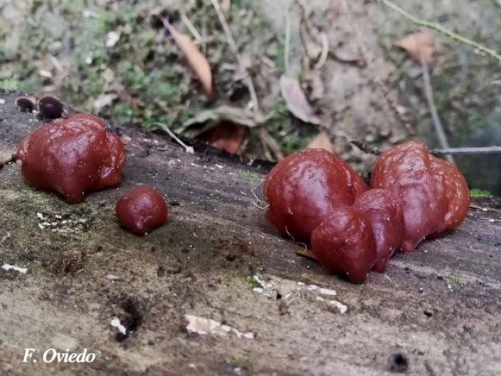 Auricularia delicata