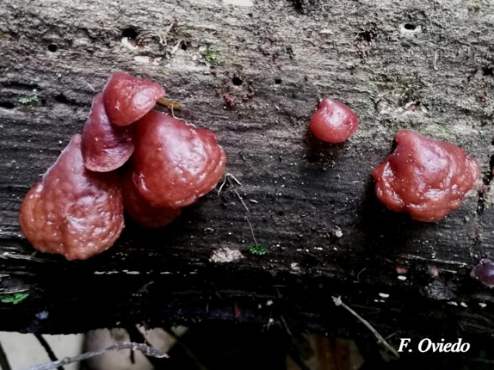 Auricularia delicata