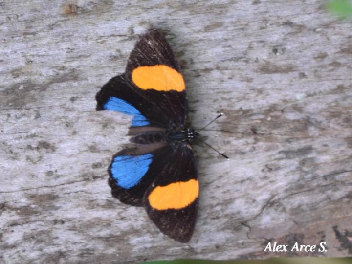 Callicore tolima bugaba