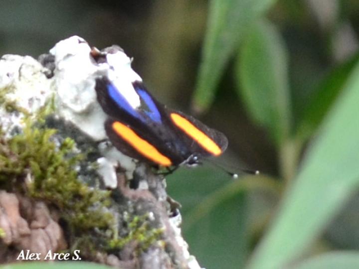Callicore tolima bugaba Callicore tolima bugaba