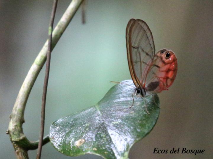 Cithaerias pireta pireta (Fantasma ruborizado)