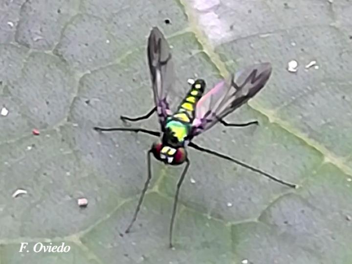 Moscas de patas largas sp1