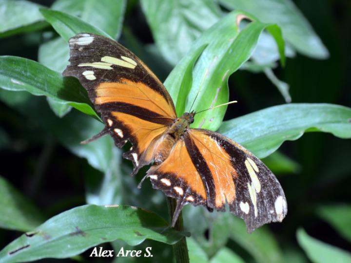 Consul fabius ceccrops