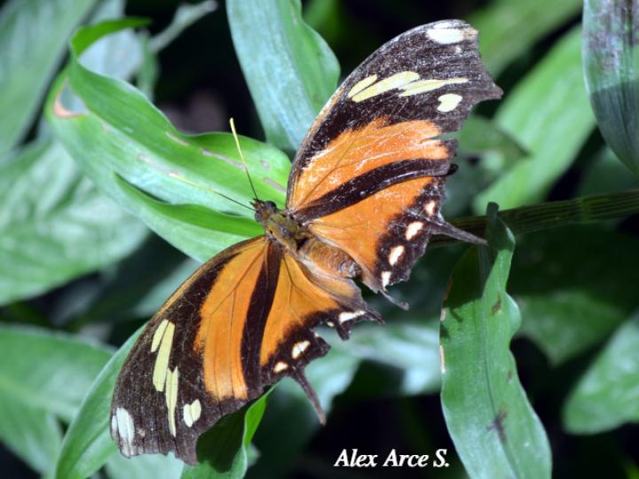 Consul fabius ceccrops