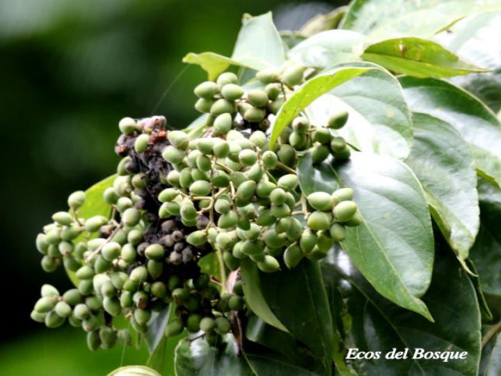 Cordia eriostigma (Niguito, Muñeco)