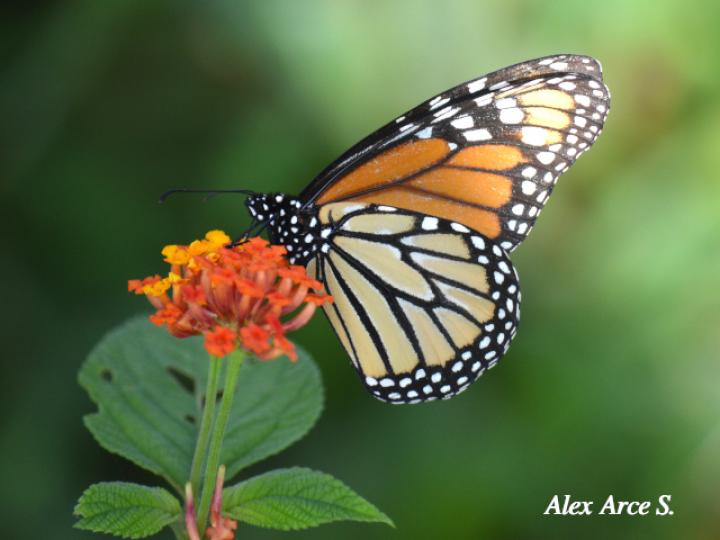Mariposa Monarca