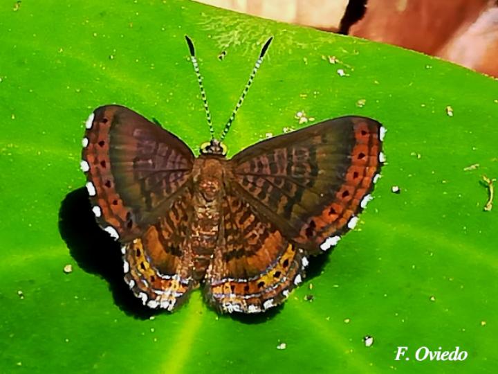 Detritivora barnesi